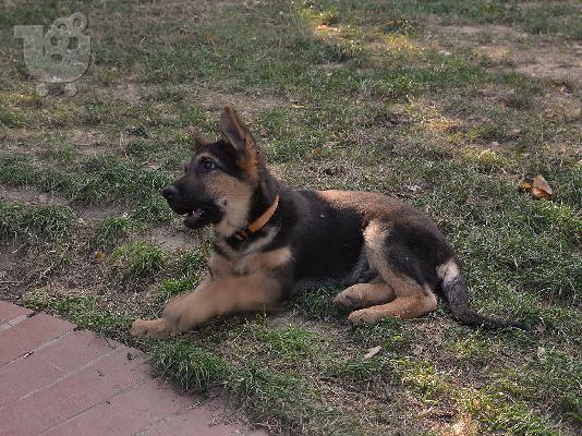 Πωλείται German Shepherd αρσενικό (Πολύγυρος Χαλκιδικής)...